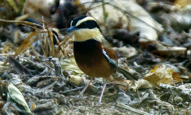 File:Elegant Crescent-chest - South Ecuador S4E9216 (16644372590) (cropped).jpg