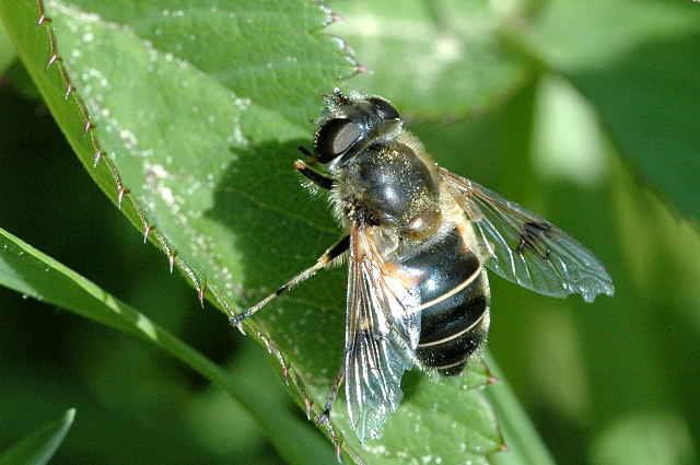 File:Eristalis.lineata.female.jpg