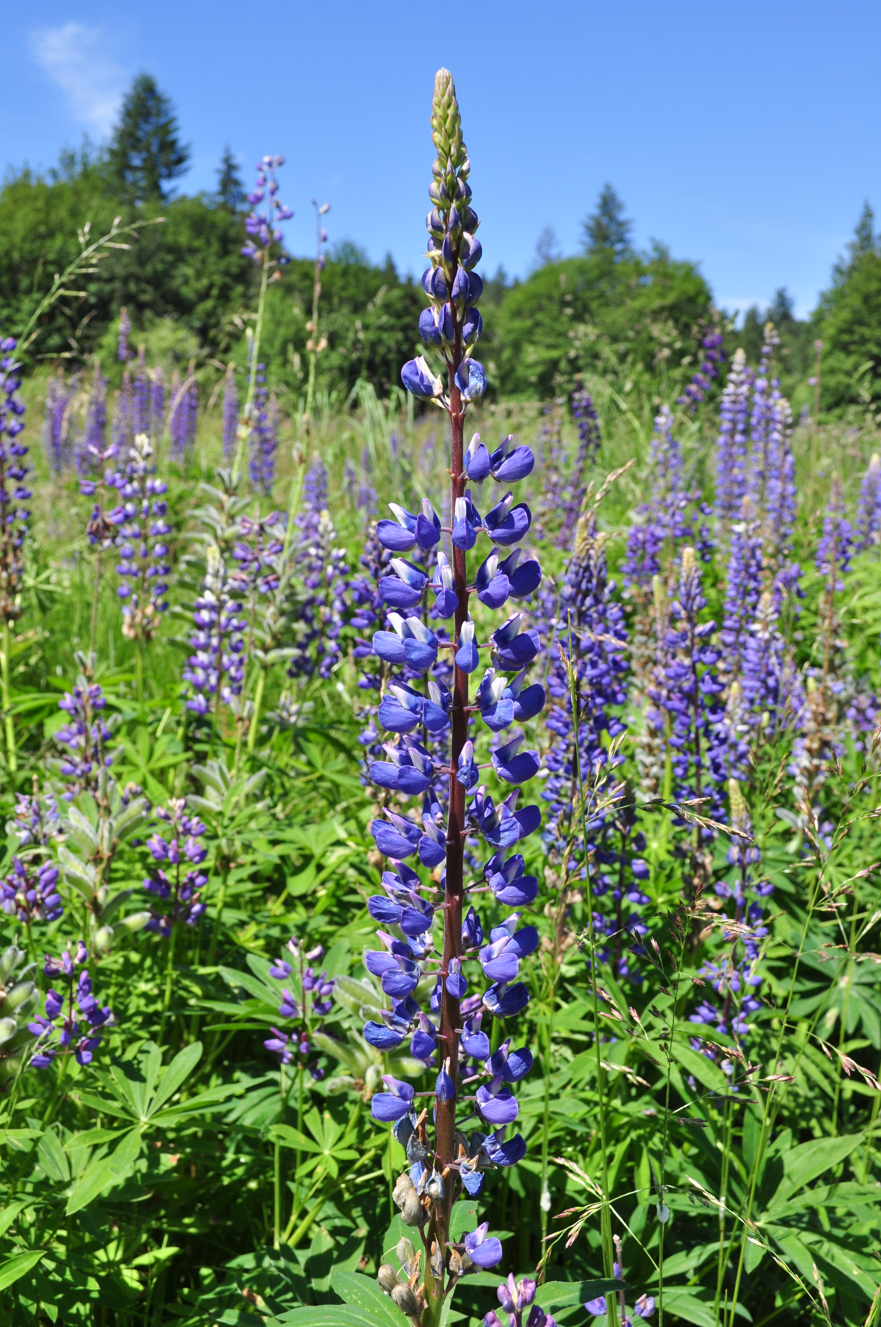 lupinus polyphyllus