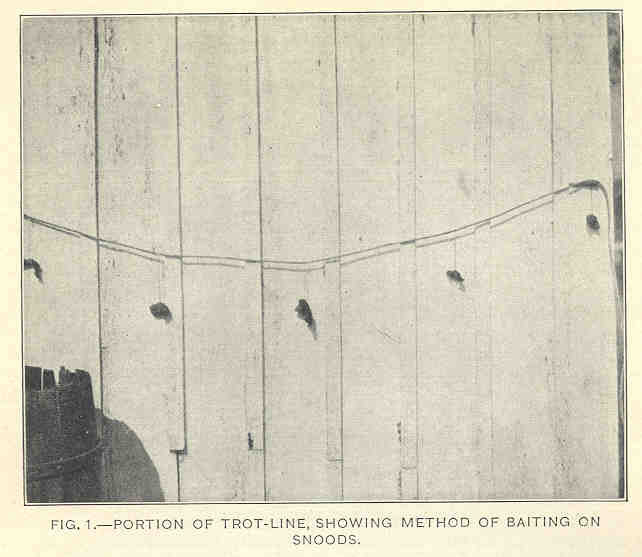 Terms Trotline and Trawl line have similar meaning