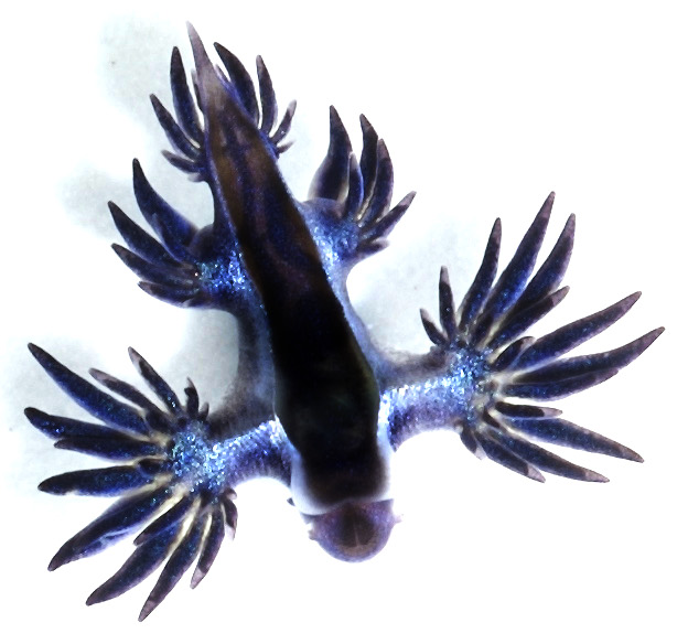 glaucus marginatus