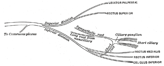 ciliary ganglion pathways