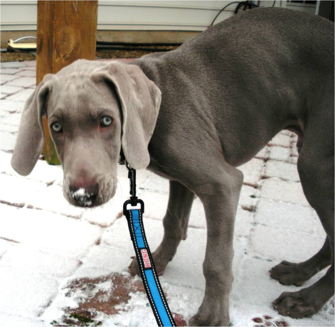 What are some characteristics of a boxer/Weimaraner mix?