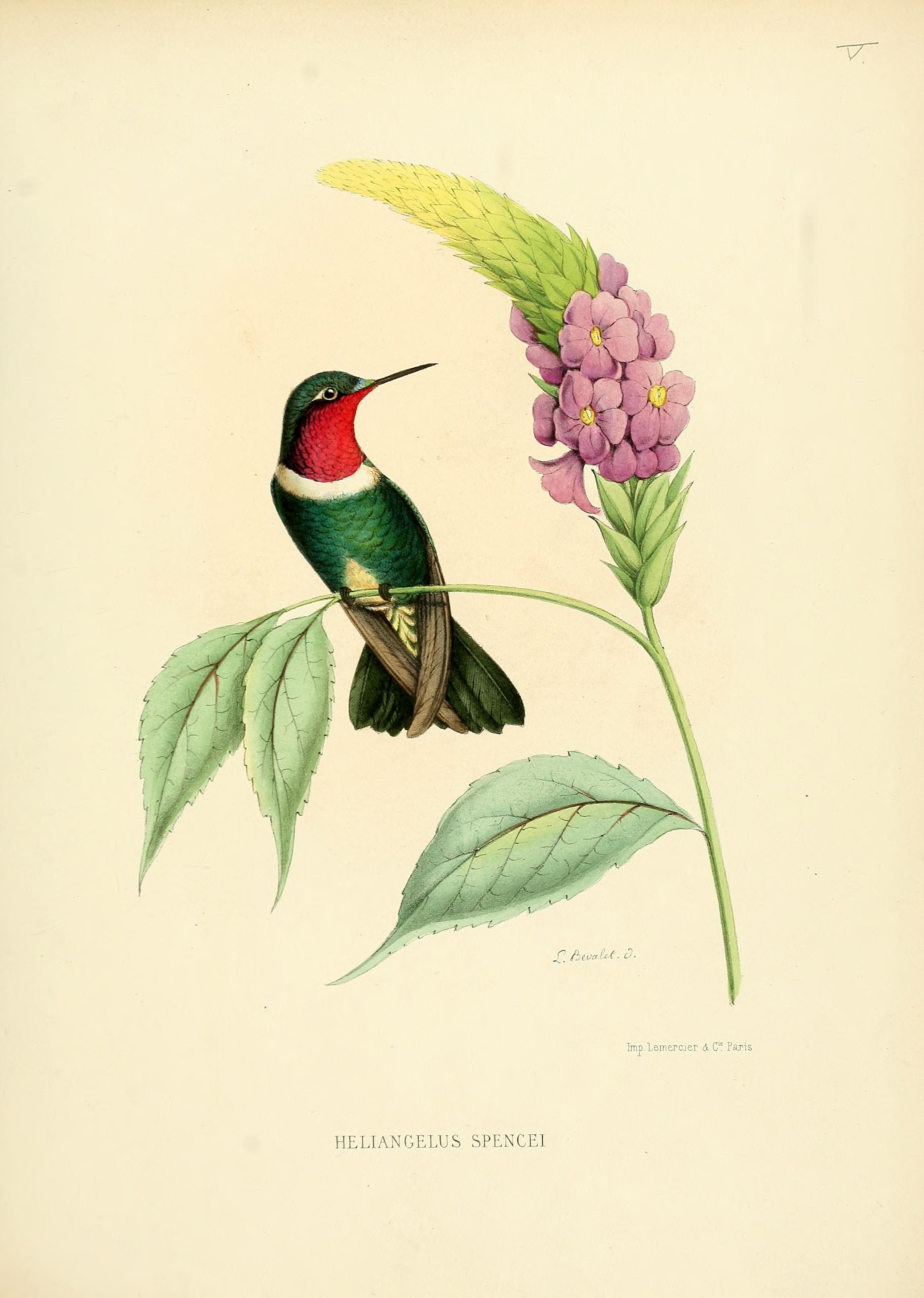 Ботаника птицы