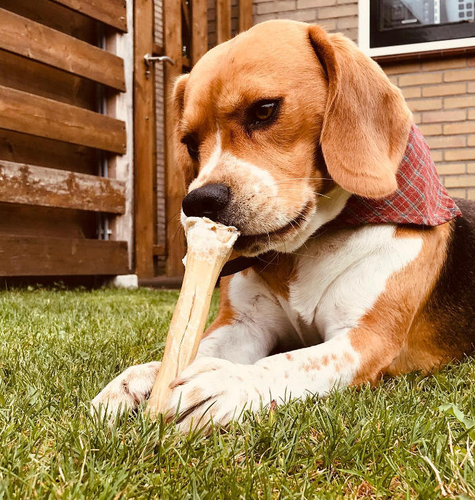 can beagles eat bacon?