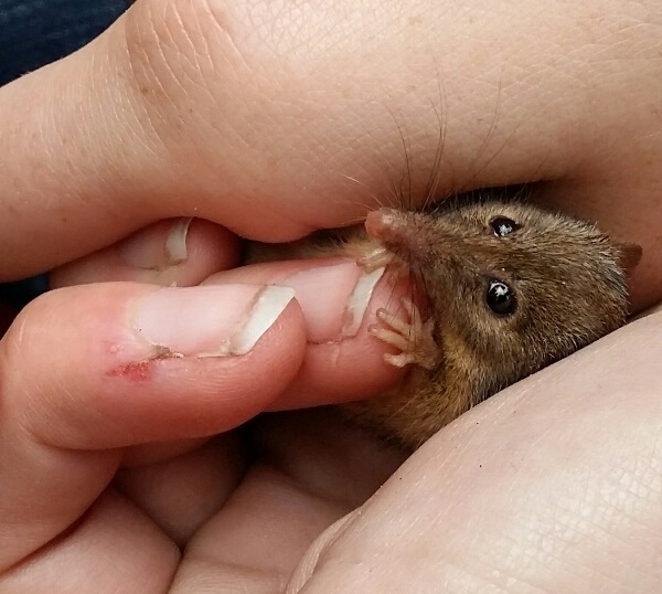 Maličký possum se vejde do dlaně