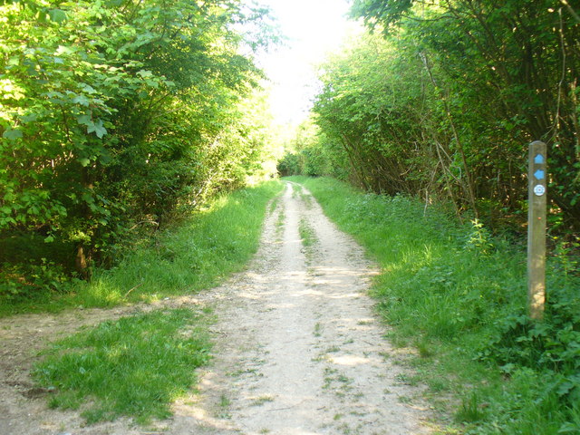 Houghton Forest - geograph.org.uk - 1318891