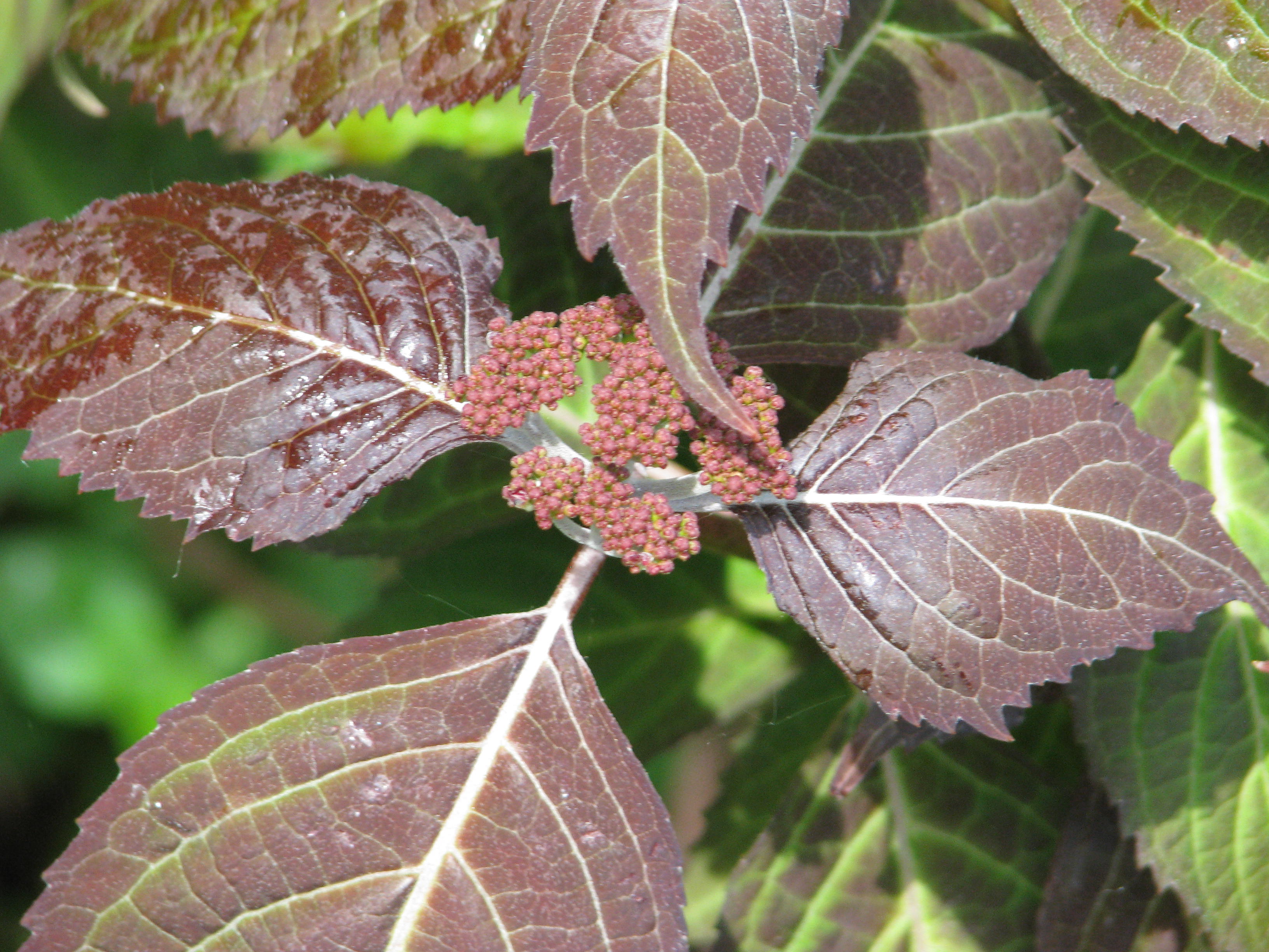 Hydrangea serratus Kiyo-sumi (14180064434).jpg