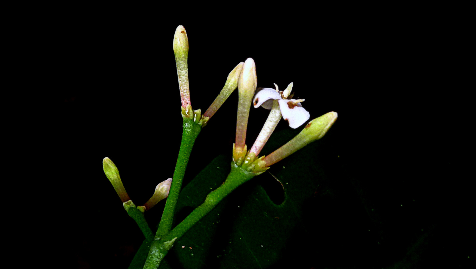 Ixora sp., Rubiaceae, Atlantic forest, northern littoral of Bahia, Brazil (16011534464).jpg