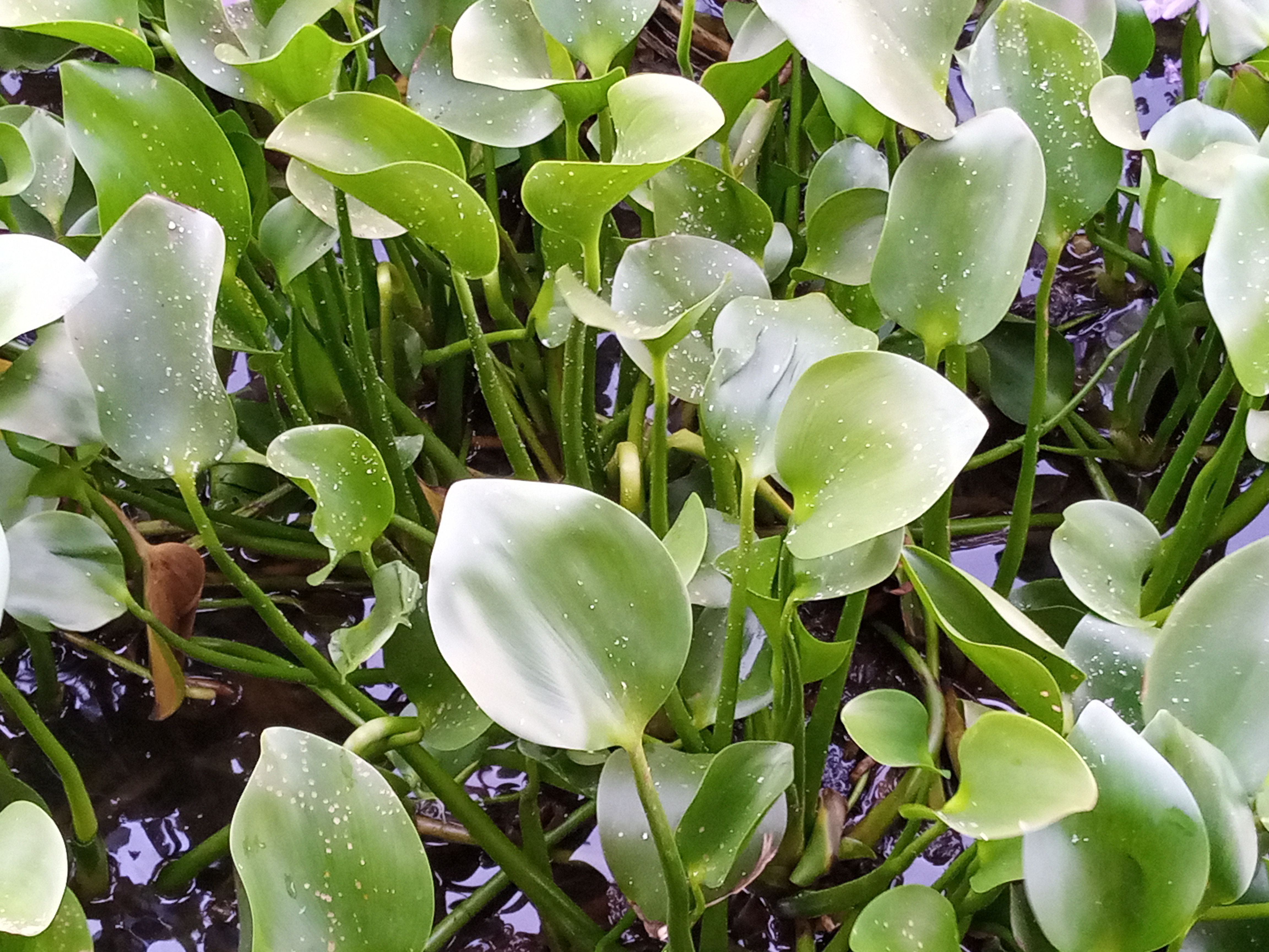 File:Jacinthe d'eau (Eichhornia crassipes) ou camalote à ganvié au Bénin  02.jpg - Wikimedia Commons