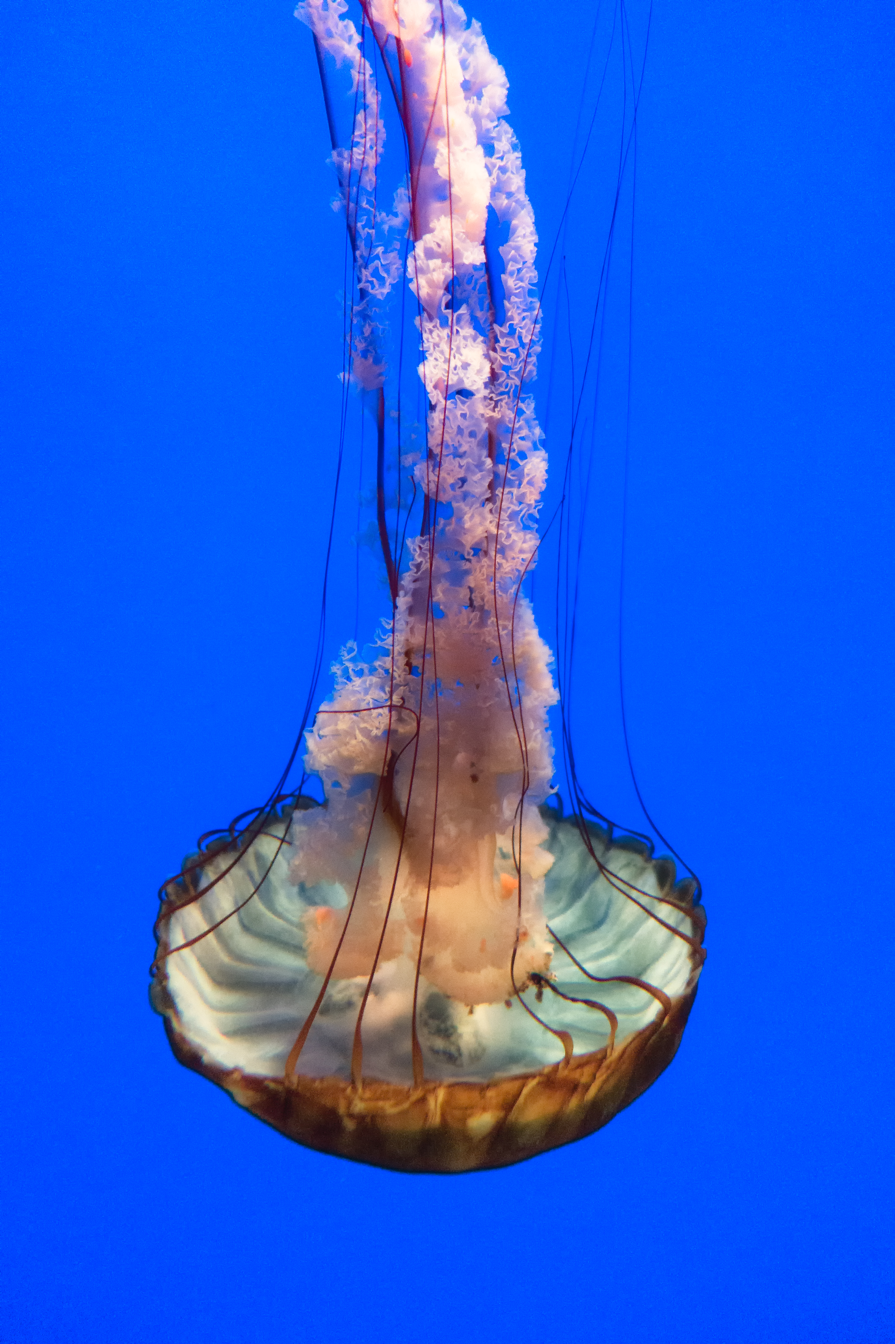 Jellyfish Umbrella (17538400312).jpg