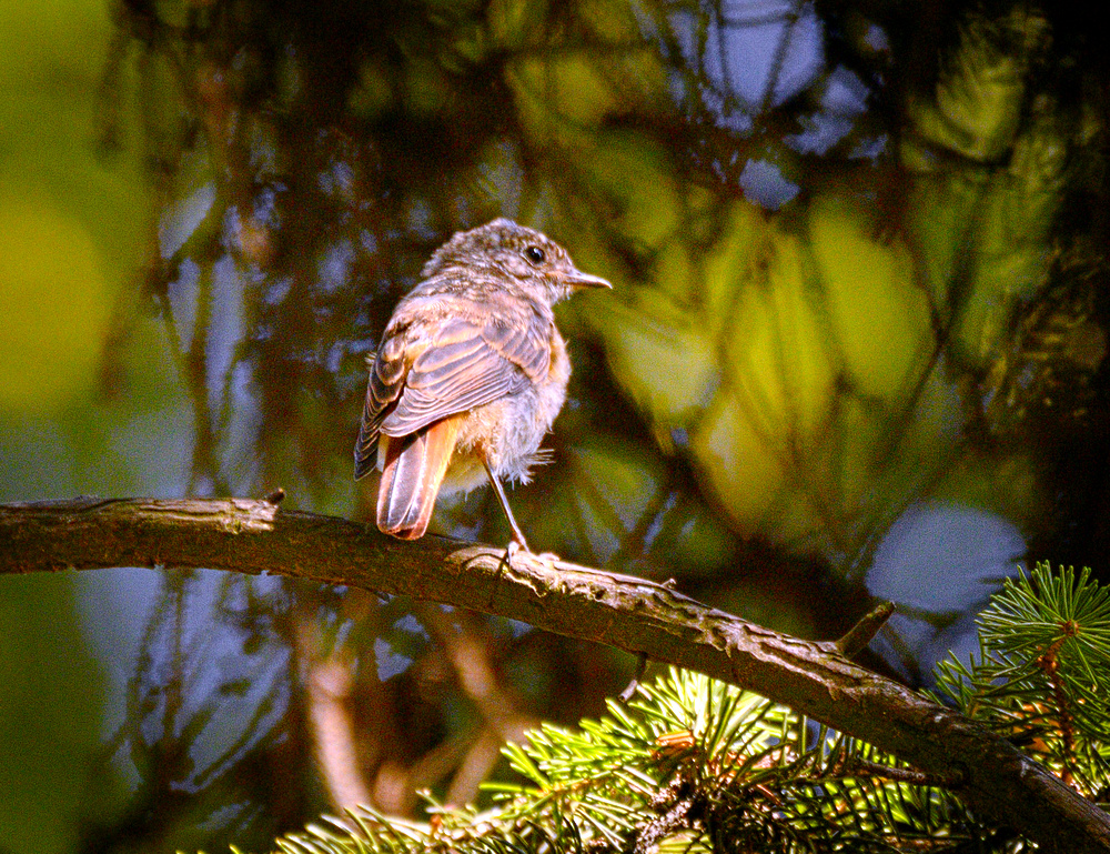 Juvenile redstart (19709650462).jpg