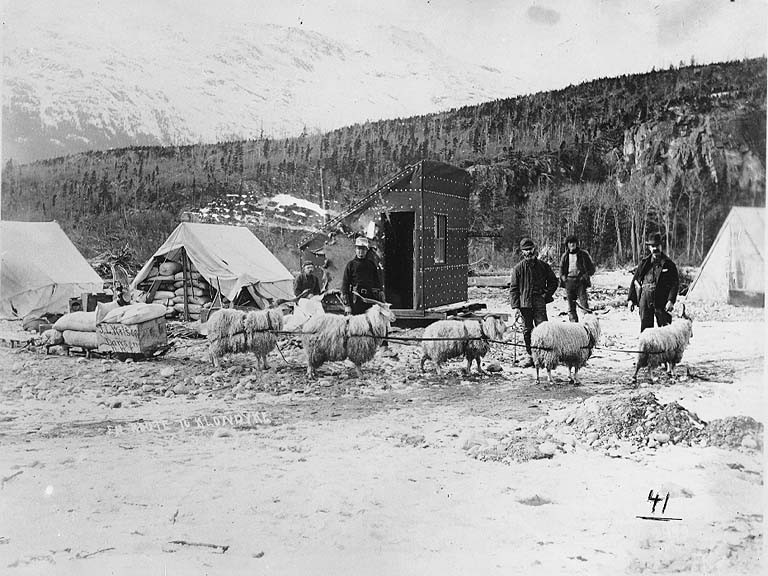 File:Klondikers with team of Angora goats used to haul sled near Skagway, Alaska, Spring 1898 (HEGG 262).jpeg