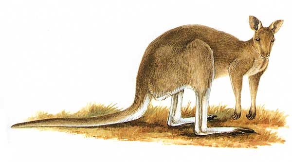 File:Macropus giganteus-Cayley.jpg