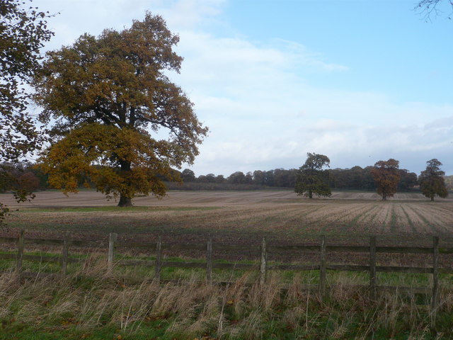 File:Oak Trees in Welbeck Park - geograph.org.uk - 1041063.jpg