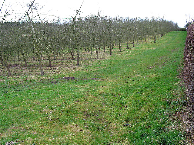 File:Orchard in winter - geograph.org.uk - 663974.jpg