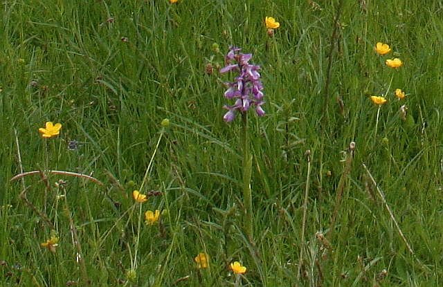 File:Orchid in rich meadow - geograph.org.uk - 812129.jpg