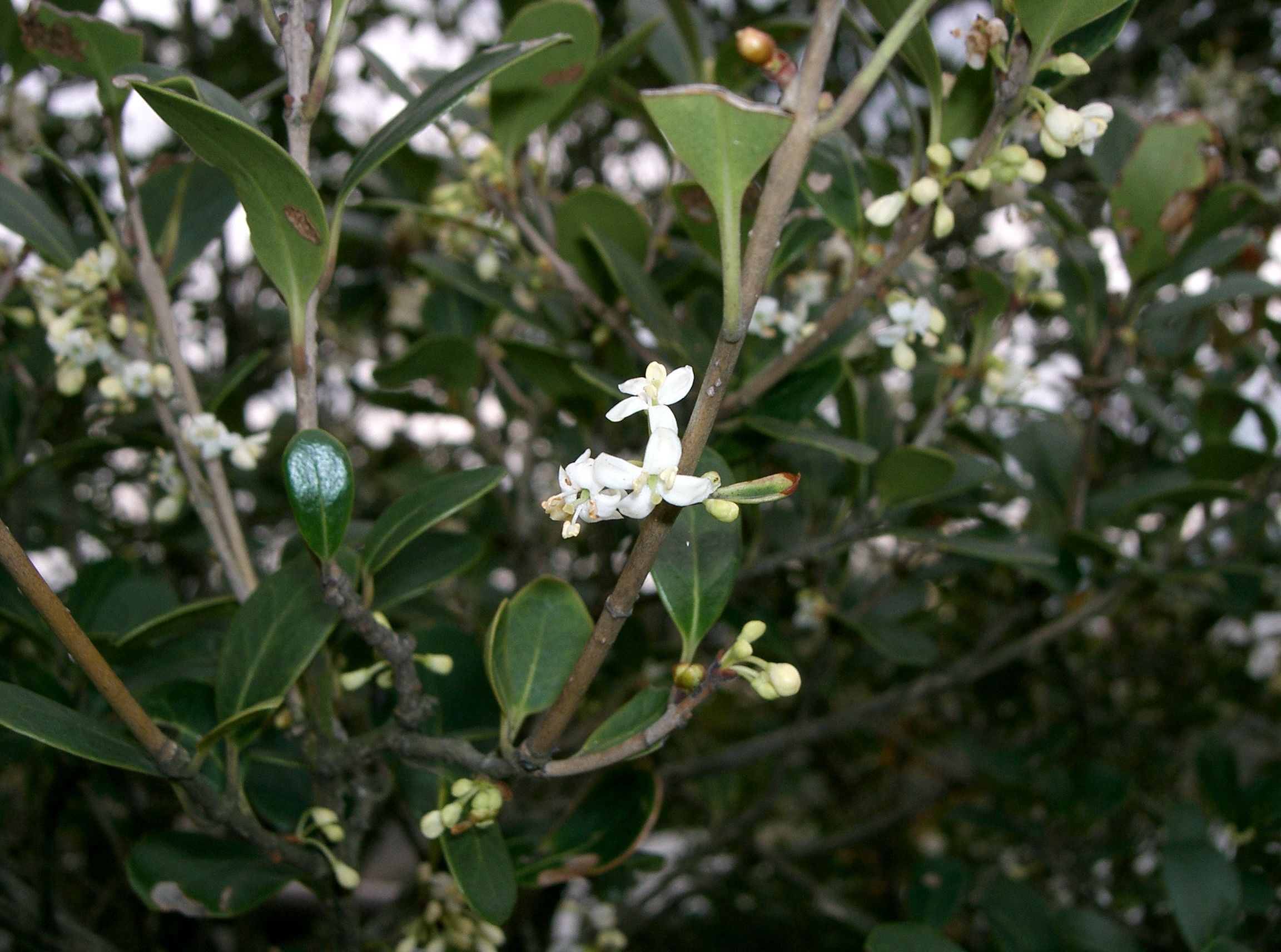 Osmanthus heterophyllus