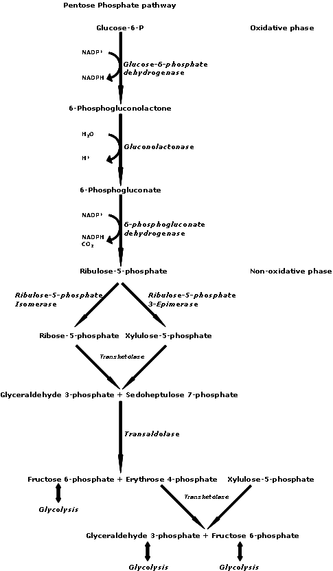 glucose 6 phosphate to fructose 6 phosphate mechanism