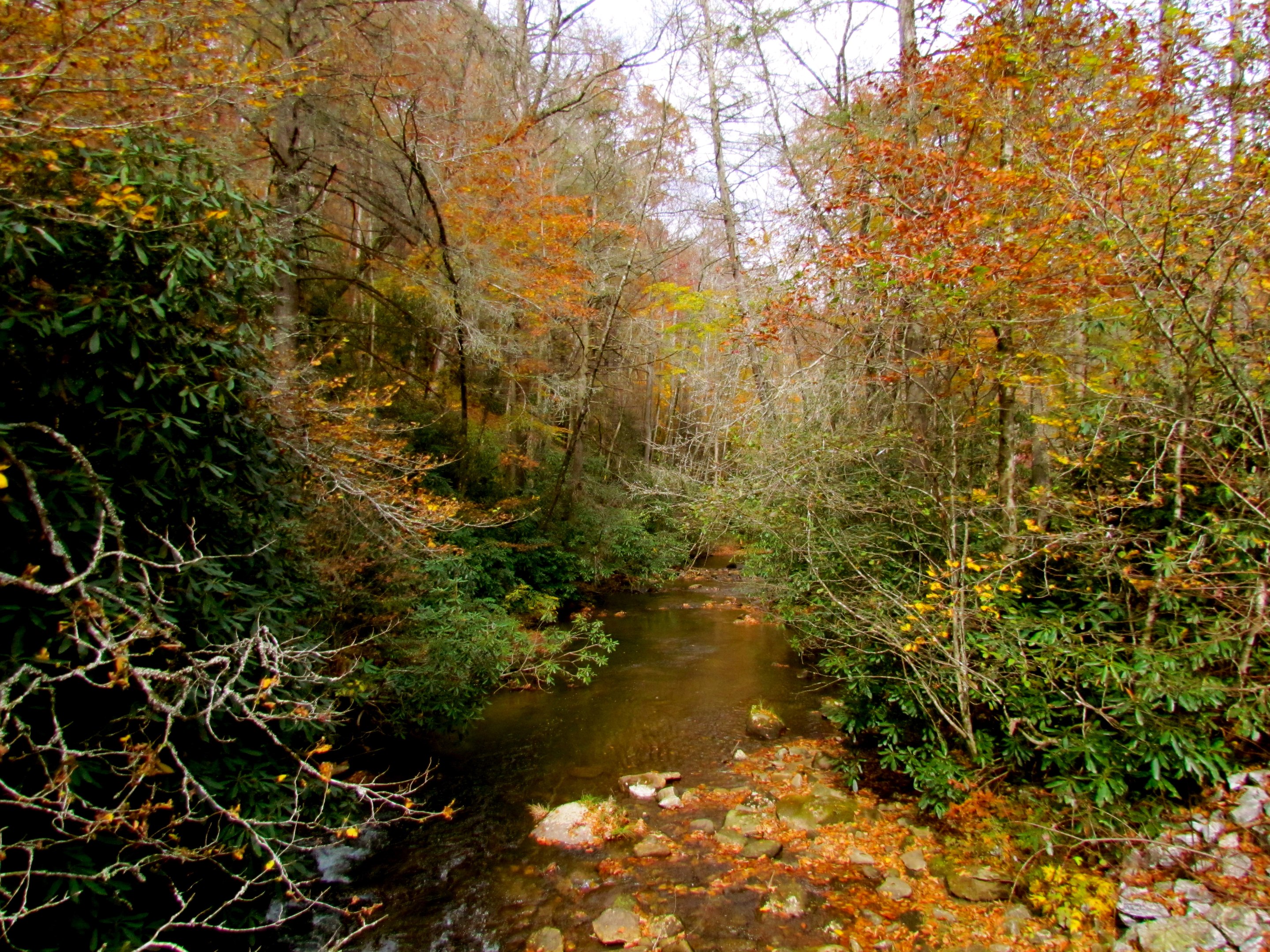 Pisgah National Forest