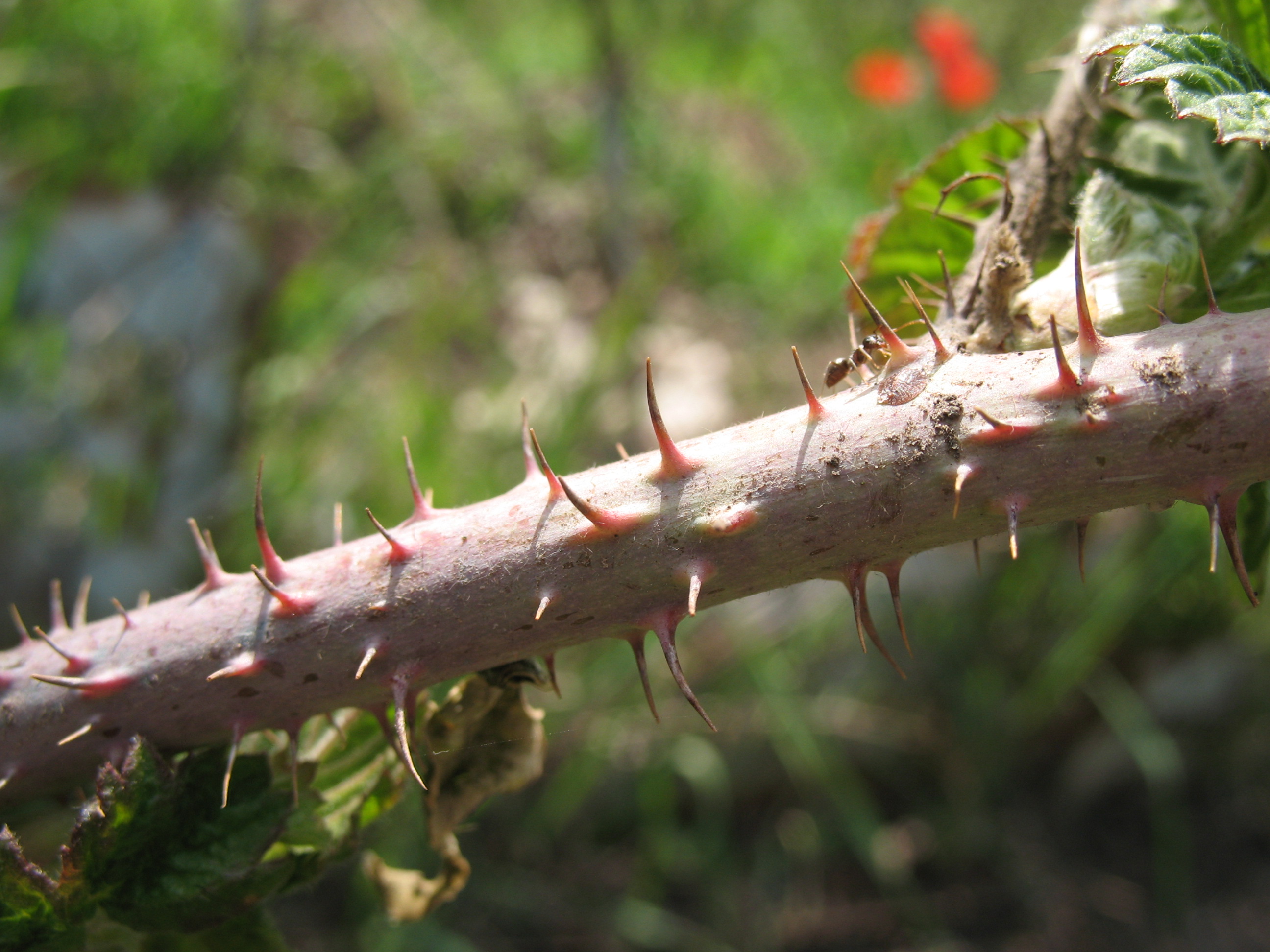 14 plants. SP.Spines. Crown of Thorns. Thorn. Spines.