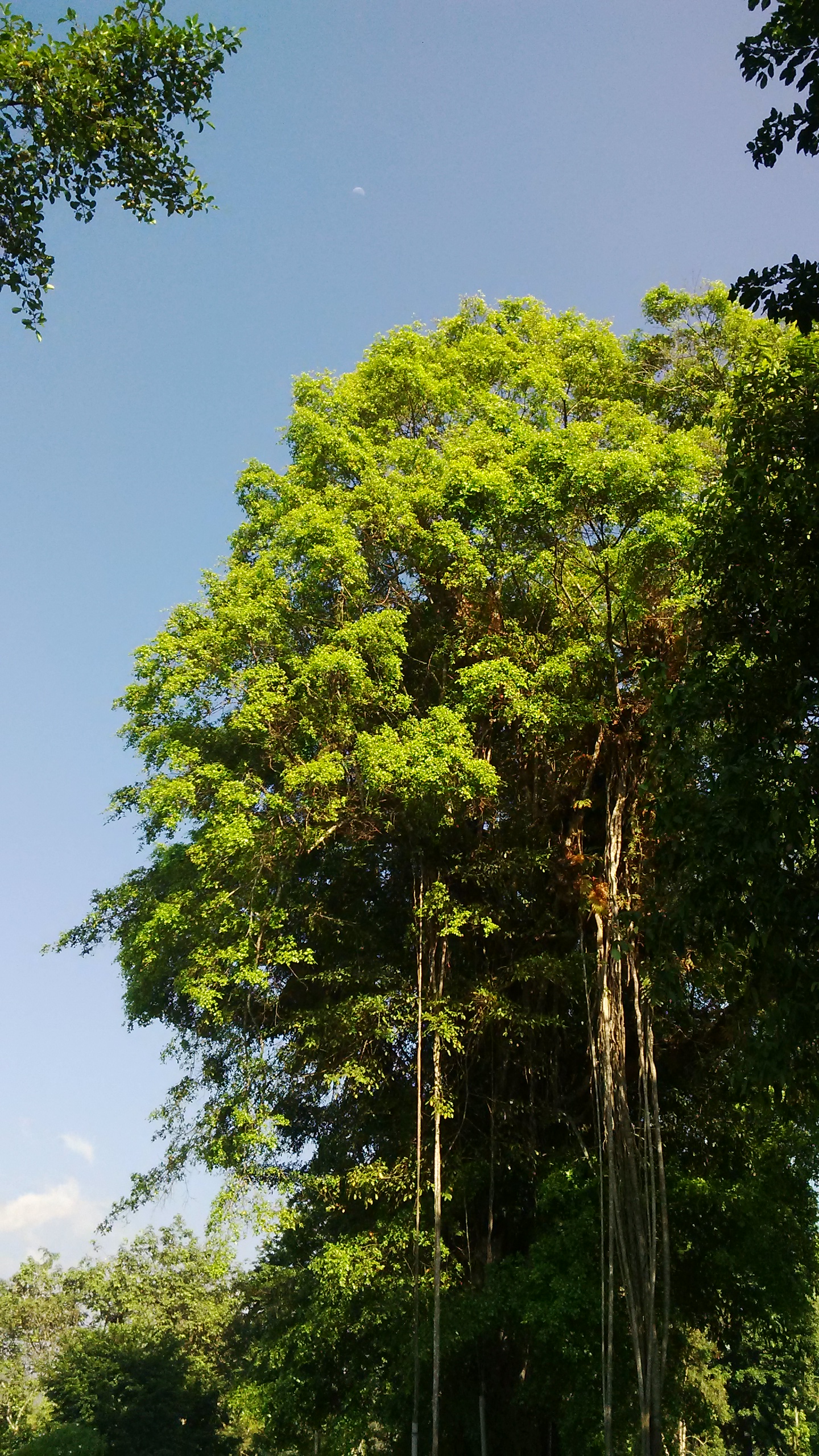 File Pohon Beringin Taman Wisata Candi Borobudur Jpg