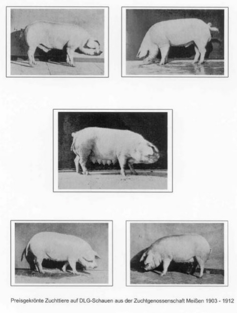 Das Meißner Schwein oder Meißner Gebrauchsschwein Preisgekr%C3%B6nte_Mei%C3%9Fner_Schweine