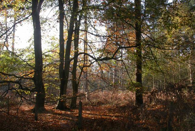 Puttenham Common - geograph.org.uk - 81597