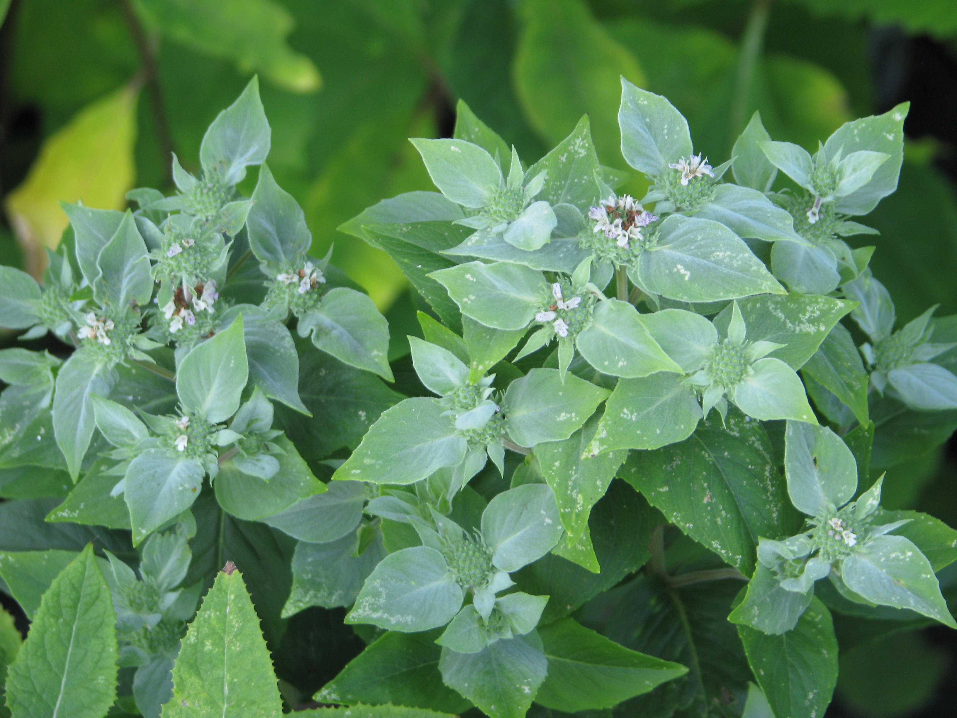 Mountain mint. Горная мята. Пикнантемум извилистый (Горная мята). Горная мята Крымская. Pycnanthemum muticum.