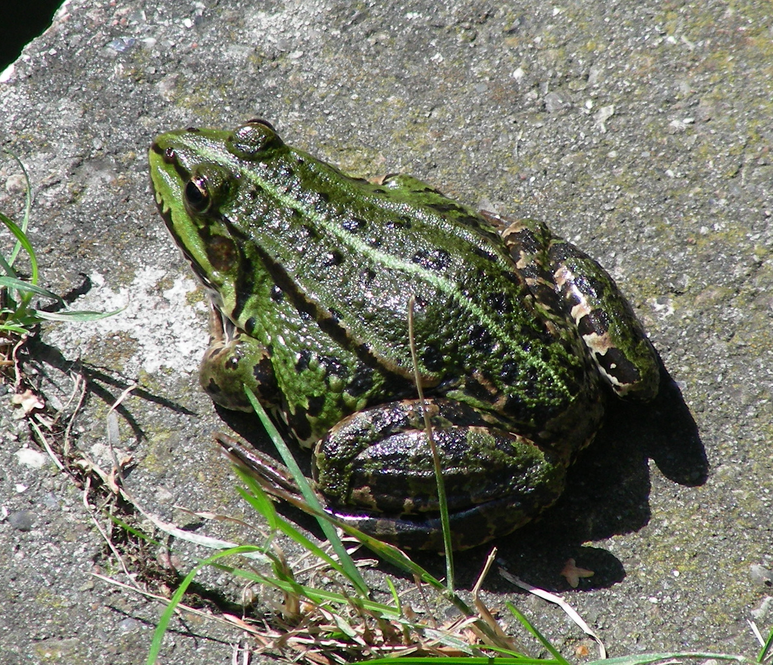 Grøn frø - Wikipedia, encyklopædi