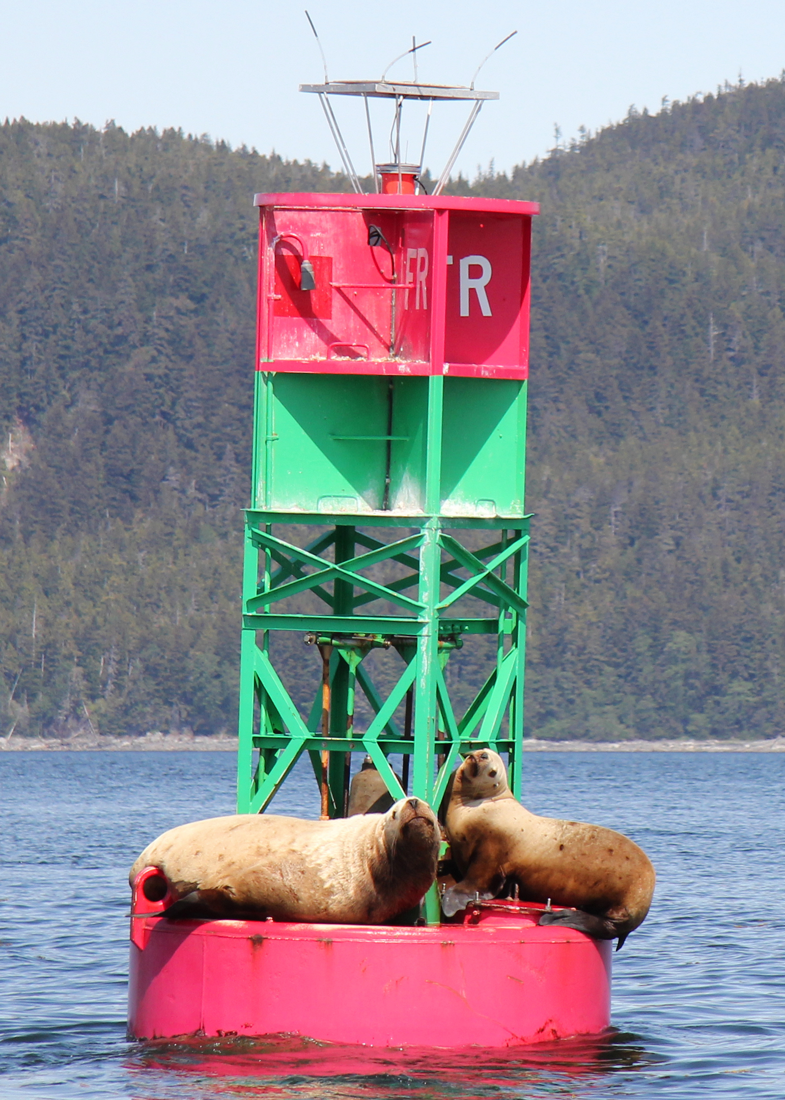 sea-lion-california-buoy-010460.jpg