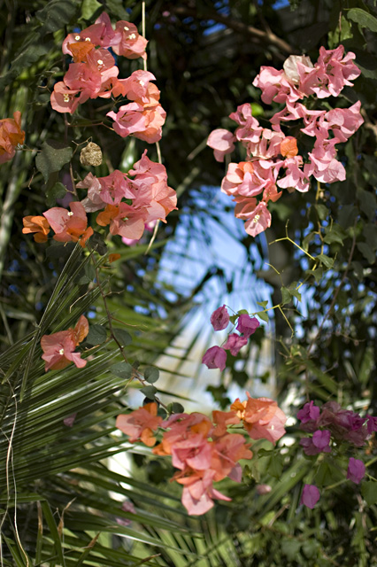 Sefton_Park_Palm_House_plants%2C_Liverpool_-_geograph.org.uk_-_2129949.jpg