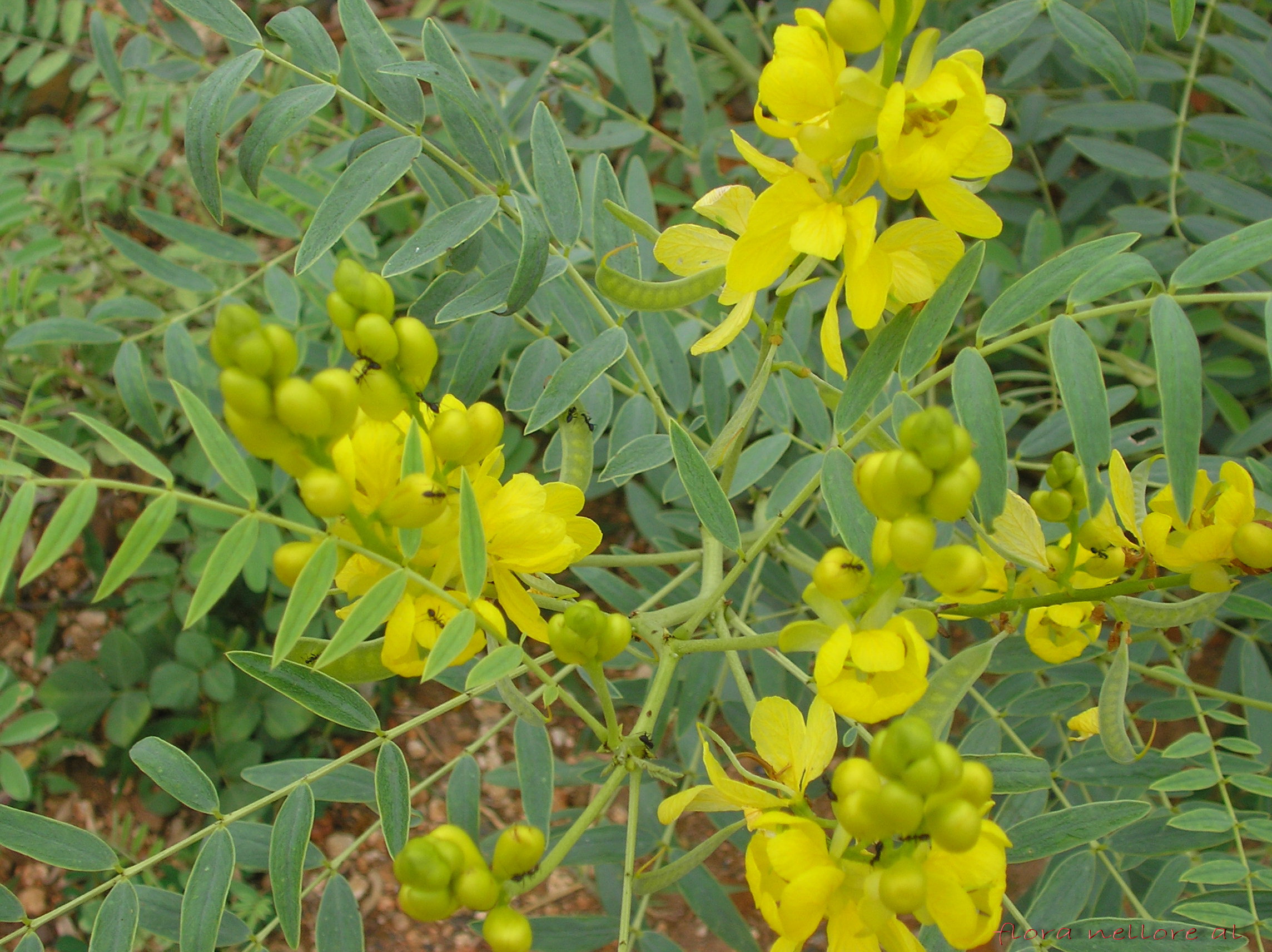 Feuilles de Séné