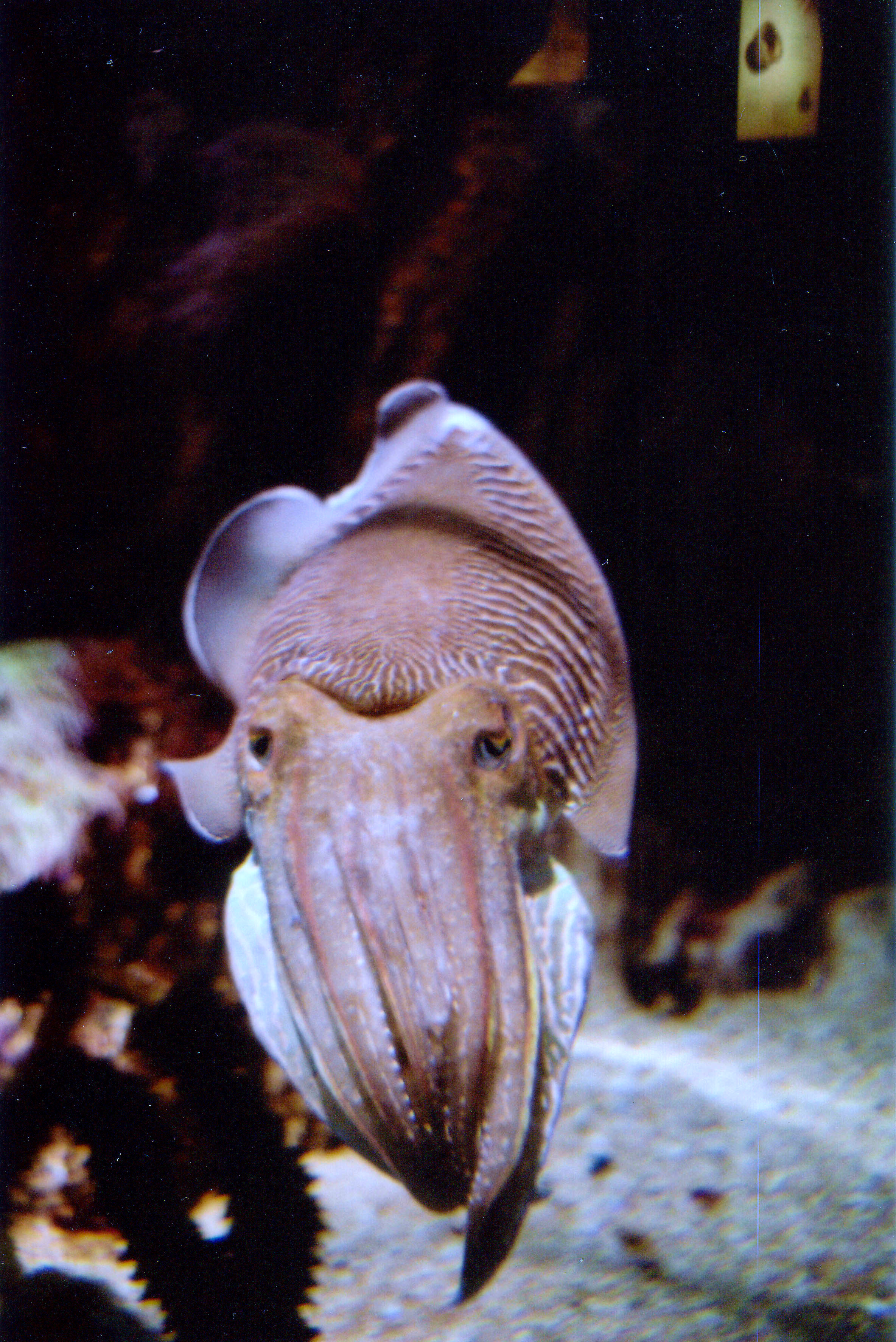 Sepia sp., Sepia sp. (Cephalopoda, Sepiida), Cuttlefish (en…