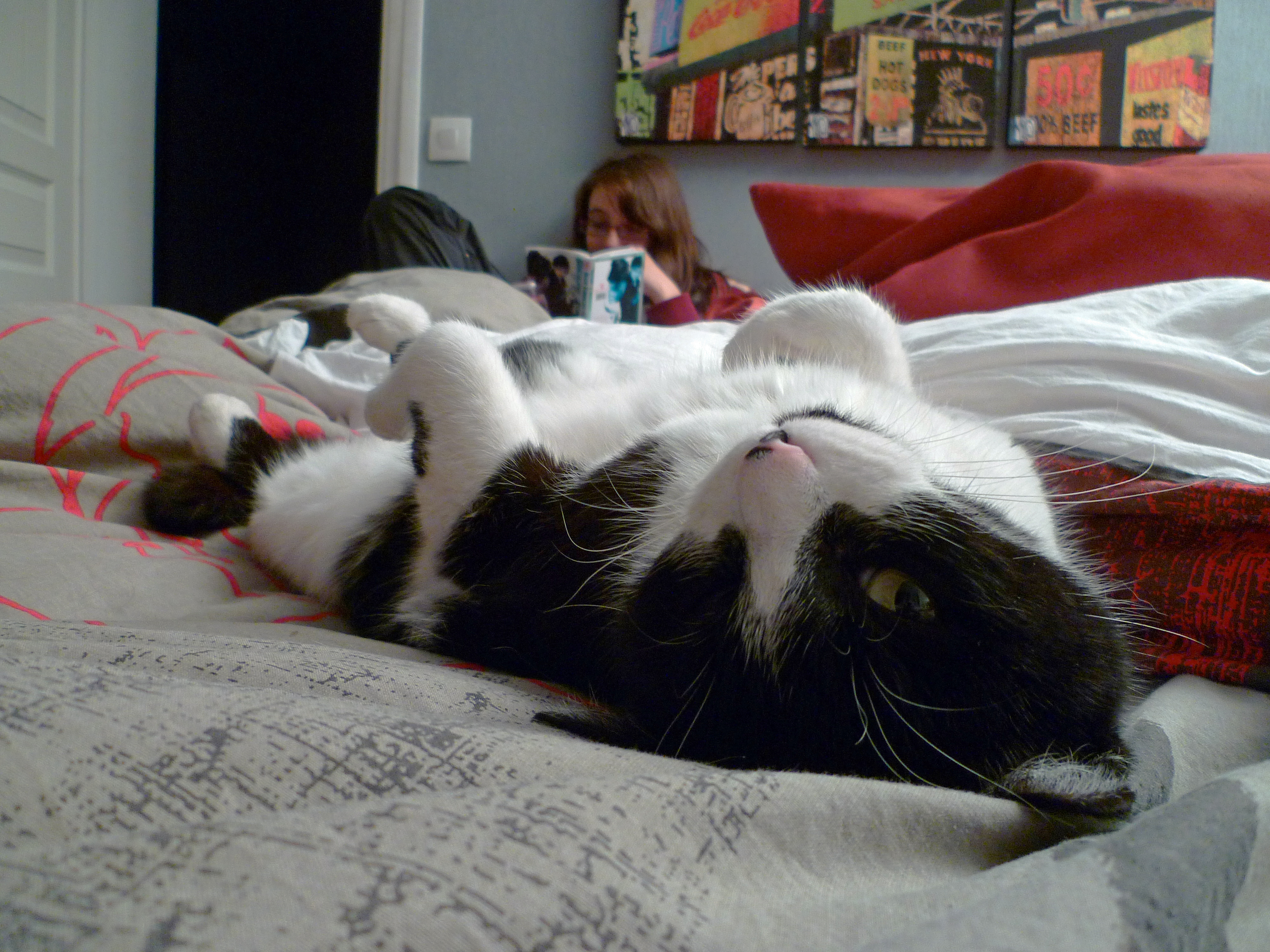 Включи видео cat nap. Кошки на каникулах. Cat nap. Cat in the Bedroom. Cosy Cat.