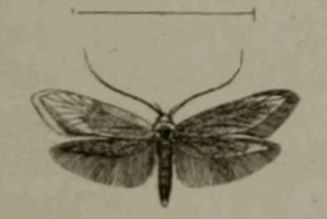 <i>Syringopais</i> Genus of moths