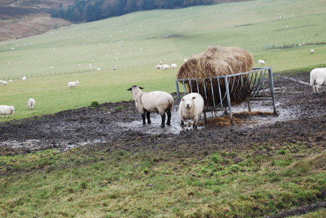 File:The boys filling up on baled haylage - geograph.org.uk - 646020.jpg