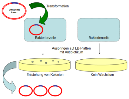 File:Transformation2.png