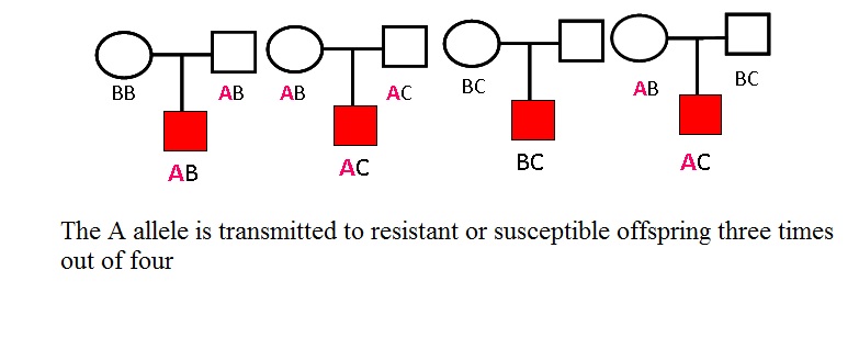 Transmission disequilibrium test.jpg