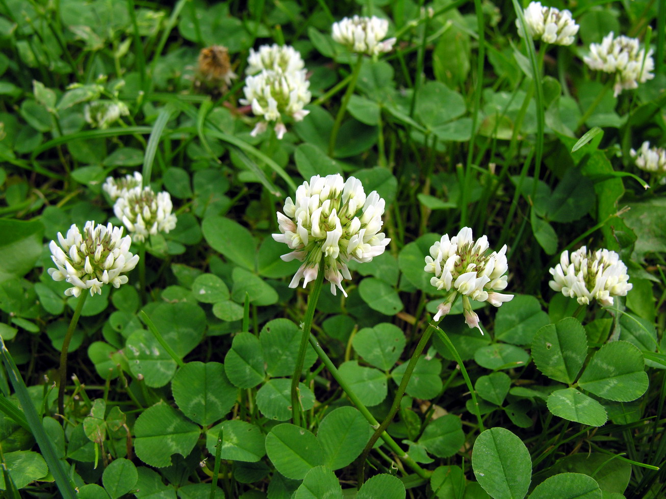 Trébol blanco (Trifolium repens)