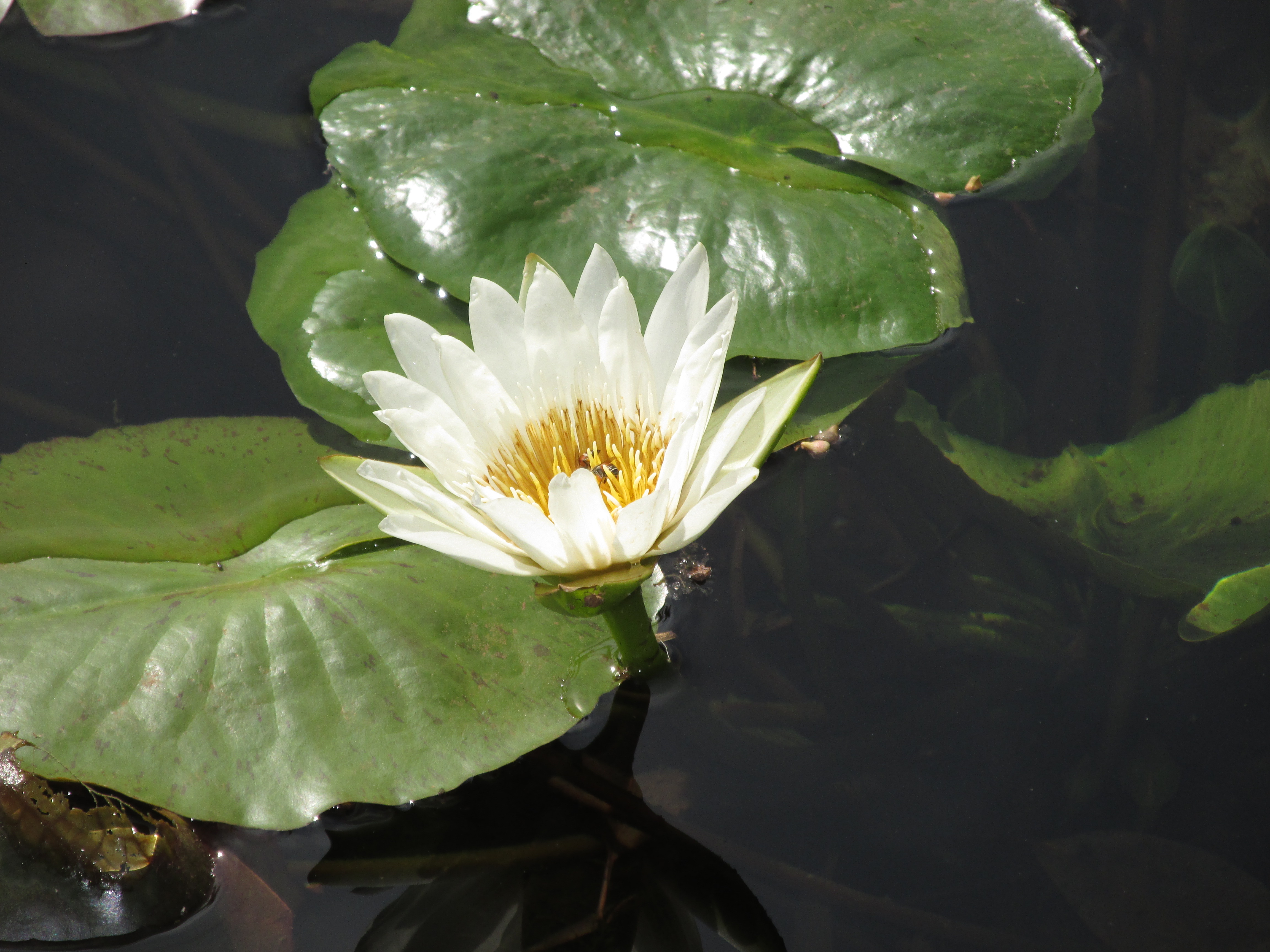 White lotus pathfinder