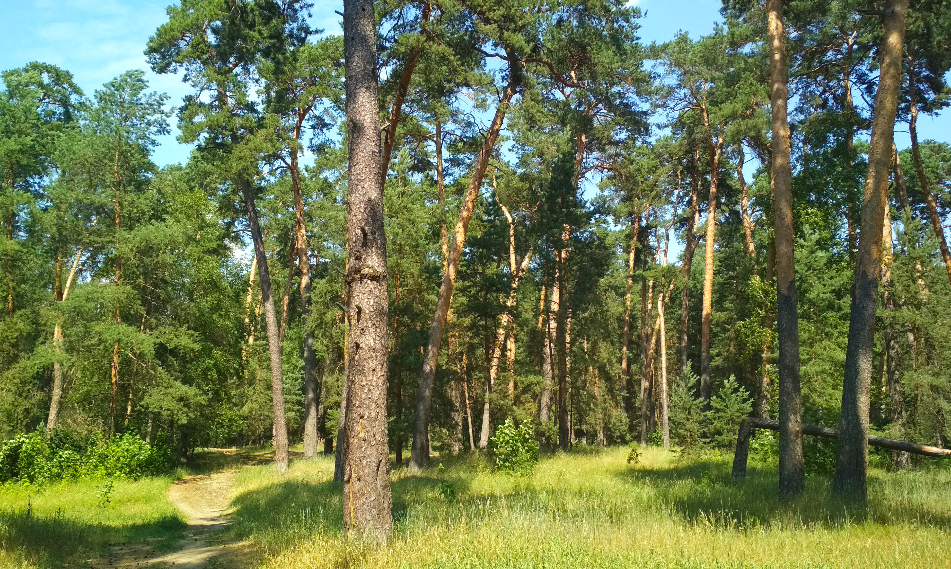 М з бор. Серпуховский Сосновый Бор. Городской Бор Серпухов. Лесопарк городской Бор Серпухов. Сосновый Бор Серпухов.