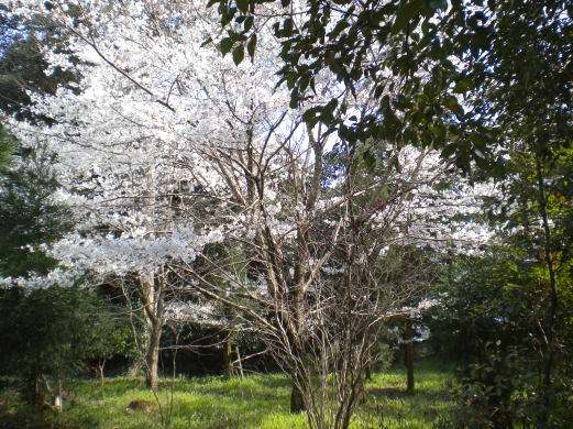 File:大和神社の桜.jpg