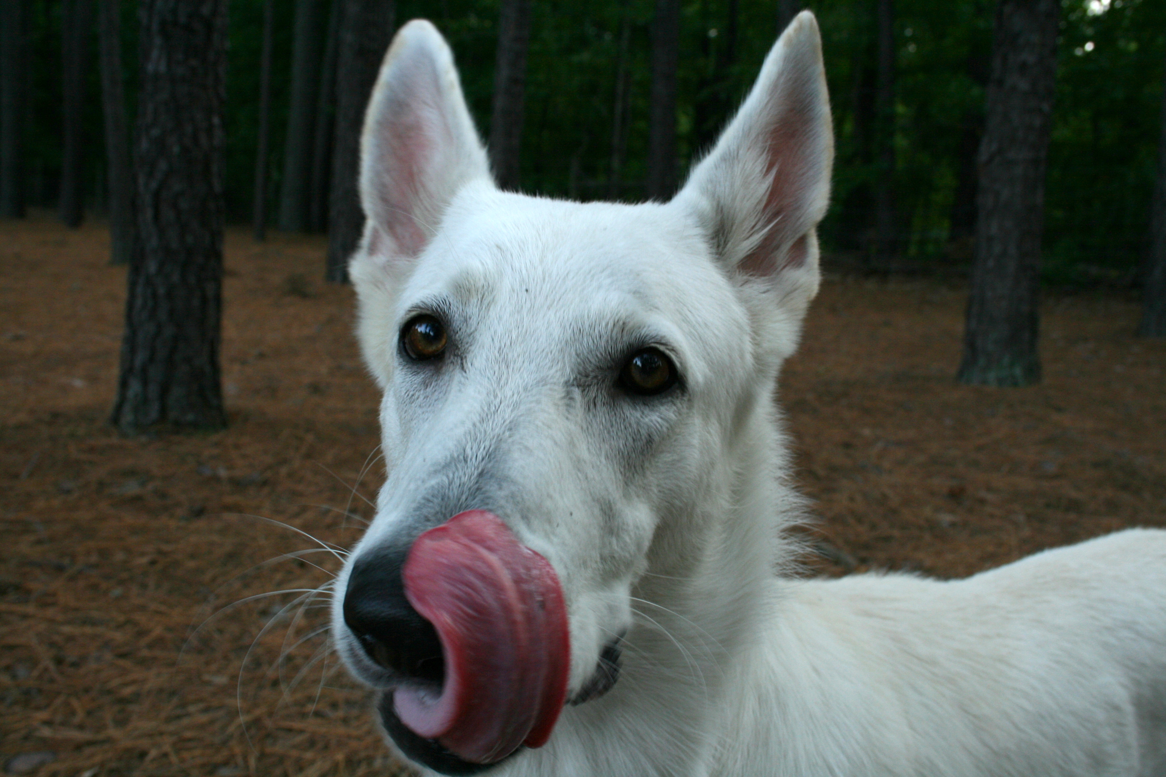 File:2008-08-21 White German Shepherd licking himself.jpg - Wikimedia  Commons