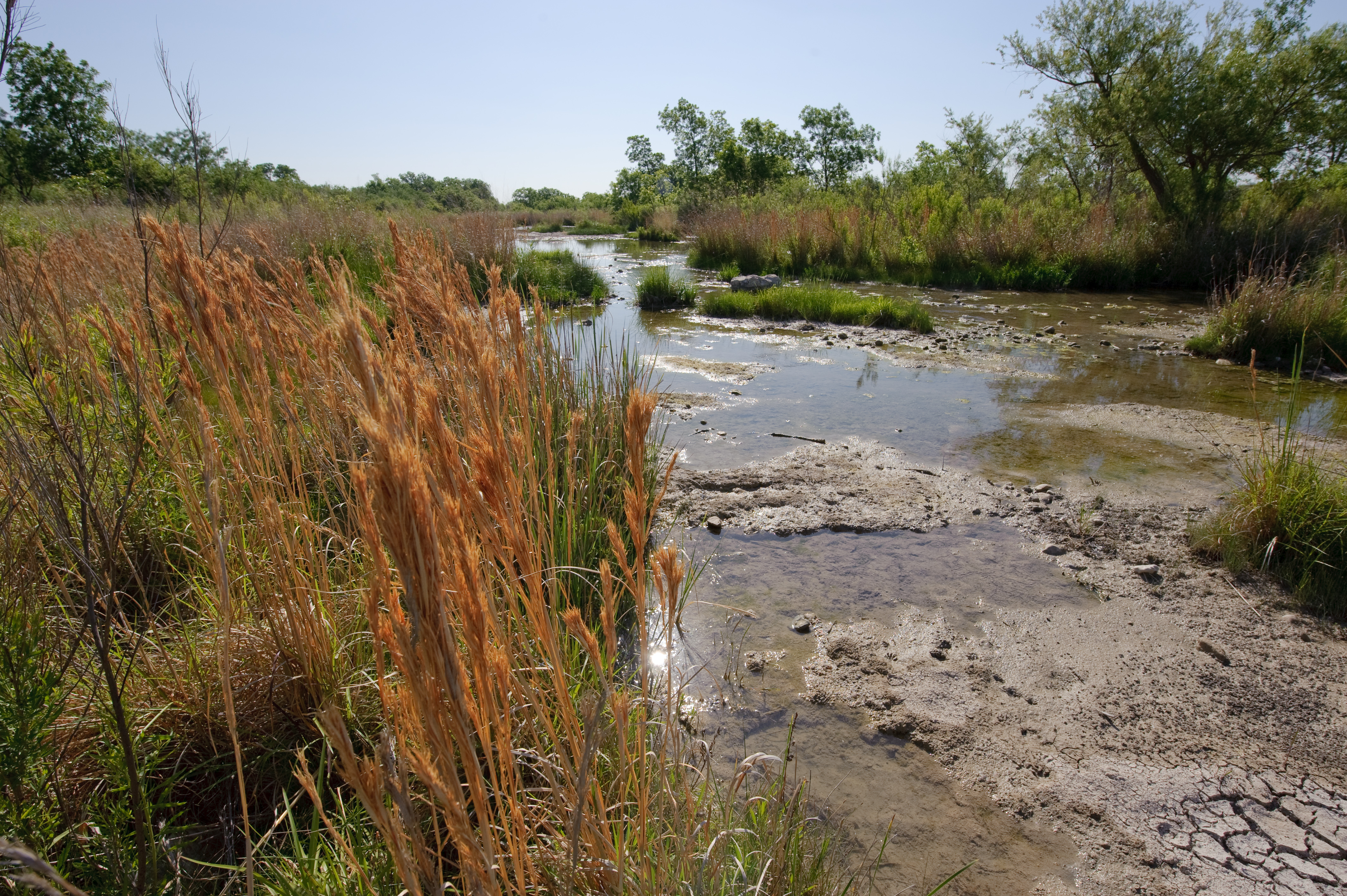 File:A Buffer a filtration system that generated by mother nature. Plants work together to filtrate out pollutants that could make it into the water flow. (24486106113).jpg - Wikimedia Commons