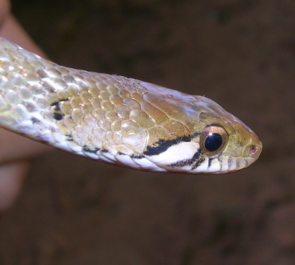 ''Hebius beddomei'' (Nilgiri keelback) named in honor of Richard Henry Beddome