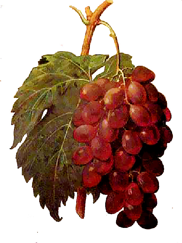 Виноград сорта шарова. Вудвилл сорта винограда. Сорта винограда в магазинах магнит.