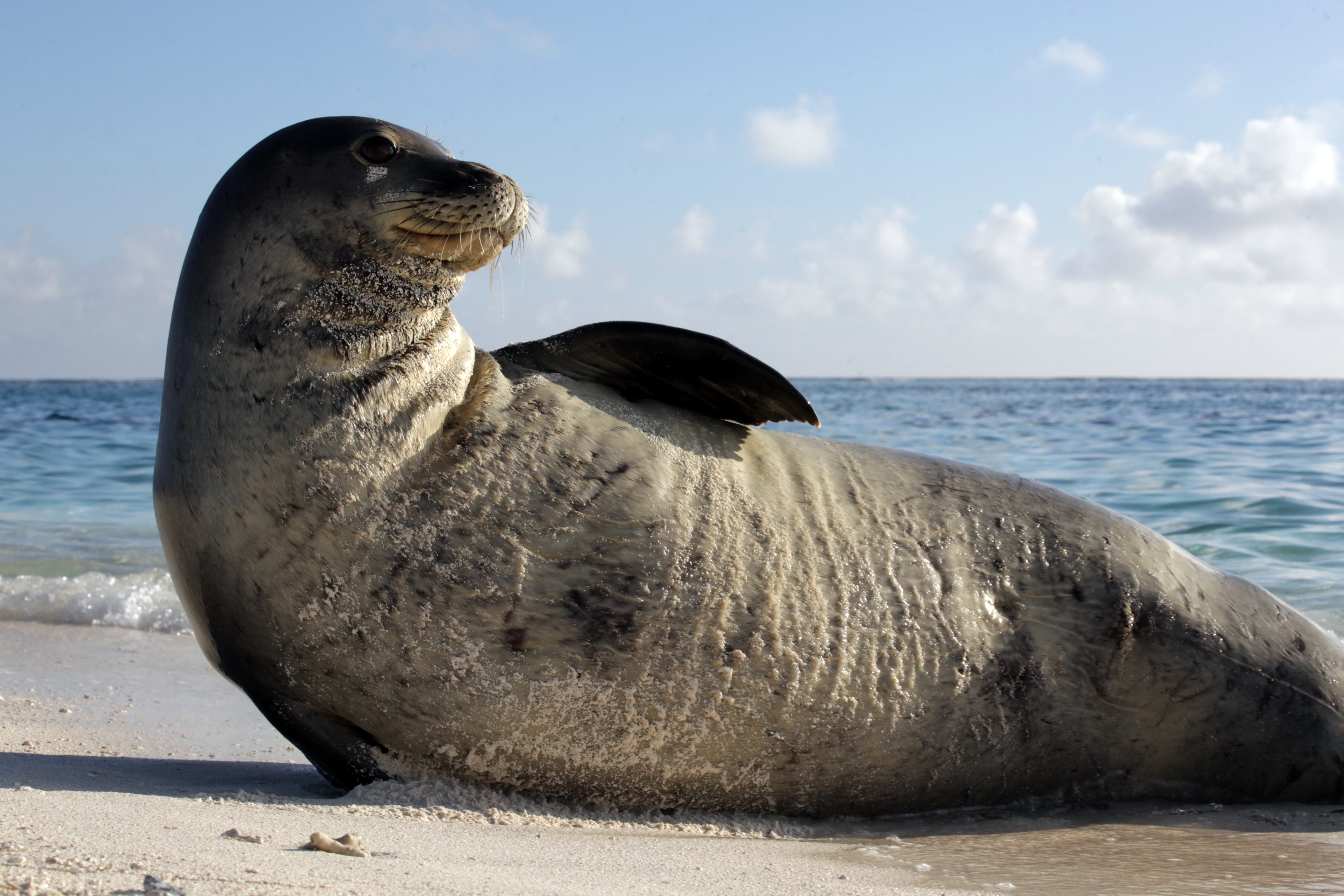 Monk seal - Wikipedia