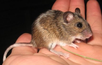 The average adult weight of a Ural field mouse is 18 grams (0.04 lbs)