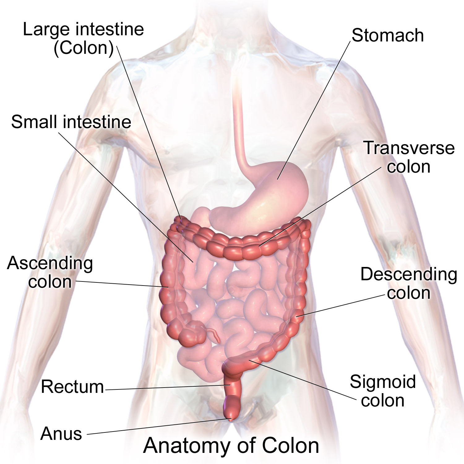 Digestive system: Large Intestine
